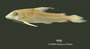 Hemidoras notospilus FMNH 53184 holo lat